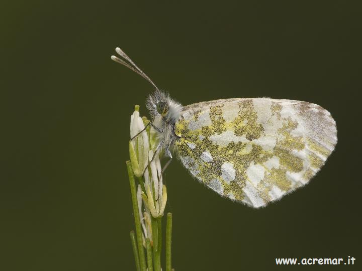 Anthocharis cardamines